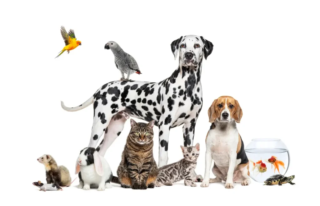line up of different pets.